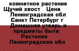 комнатное растение Щучий хвост › Цена ­ 700 - Ленинградская обл., Санкт-Петербург г. Домашняя утварь и предметы быта » Растения   . Ленинградская обл.